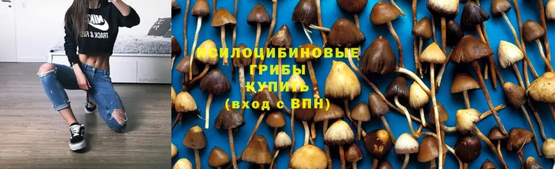 Псилоцибиновые грибы Psilocybe  Курчалой 